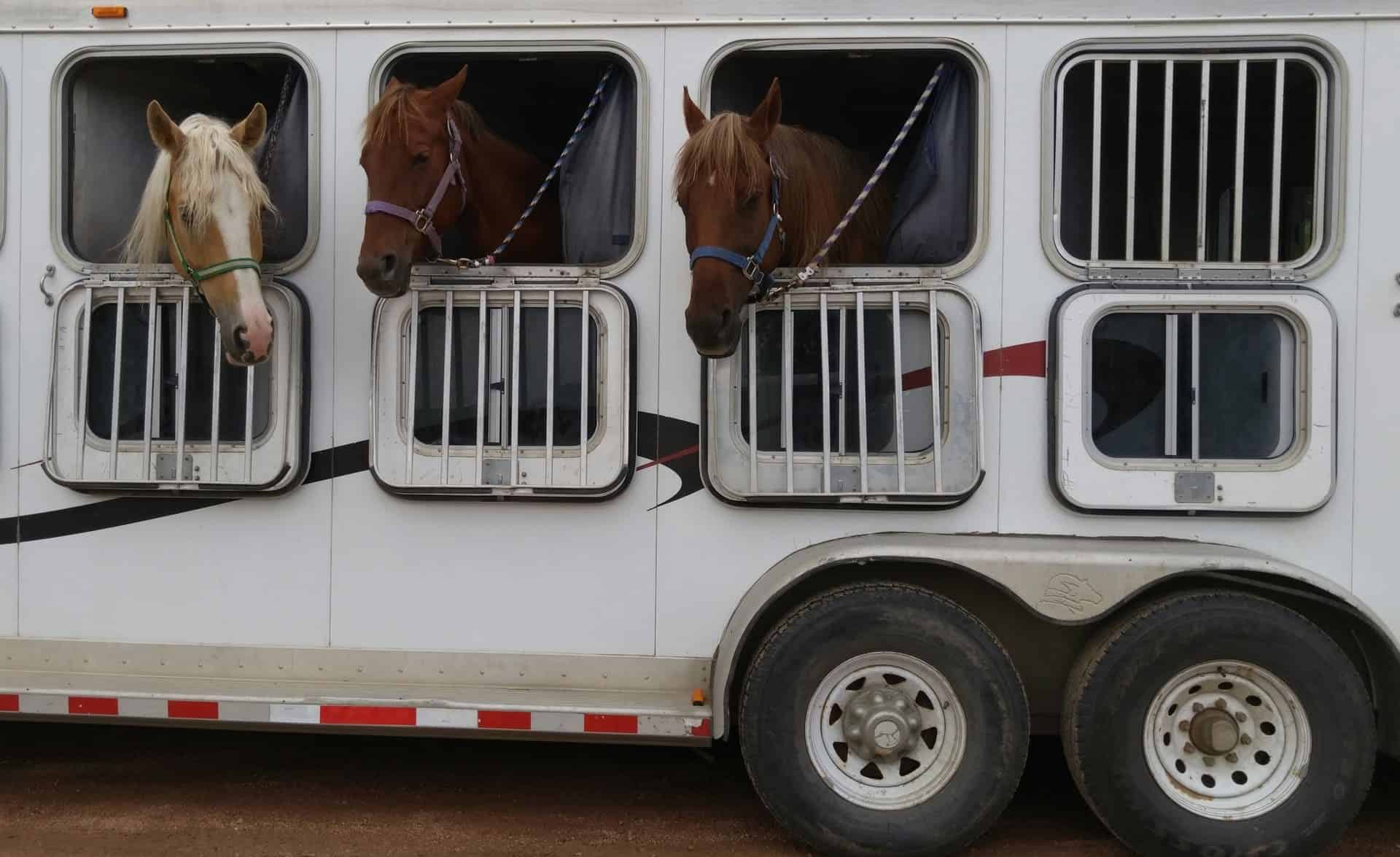 assicurazione autocarro trasporto cavalli
